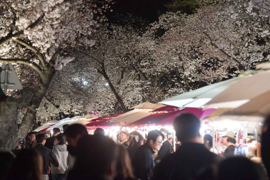 경주 대릉원 돌담길 벚꽃 축제 가는 길