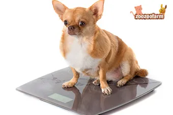 치와와 분양 종류 장모 단모 치와와 성격 수명_19