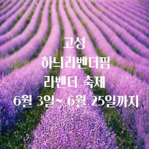 고성 하늬라벤더팜