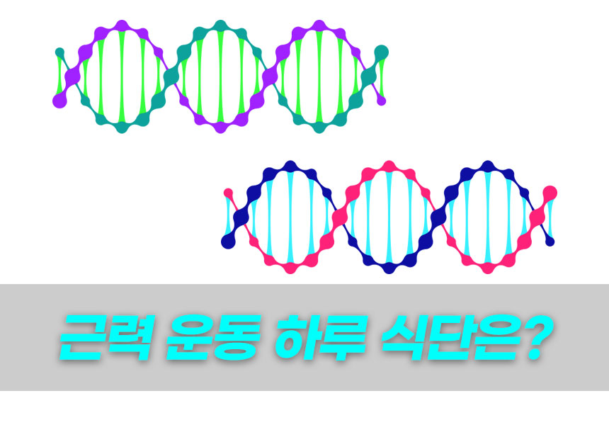  남자 헬스 근력 운동 하루 식단, 이렇게만 먹어도 된다고?