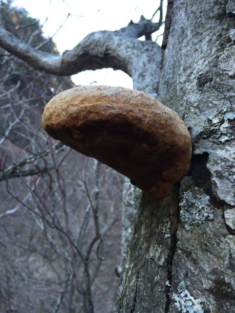 상황버섯 효능
