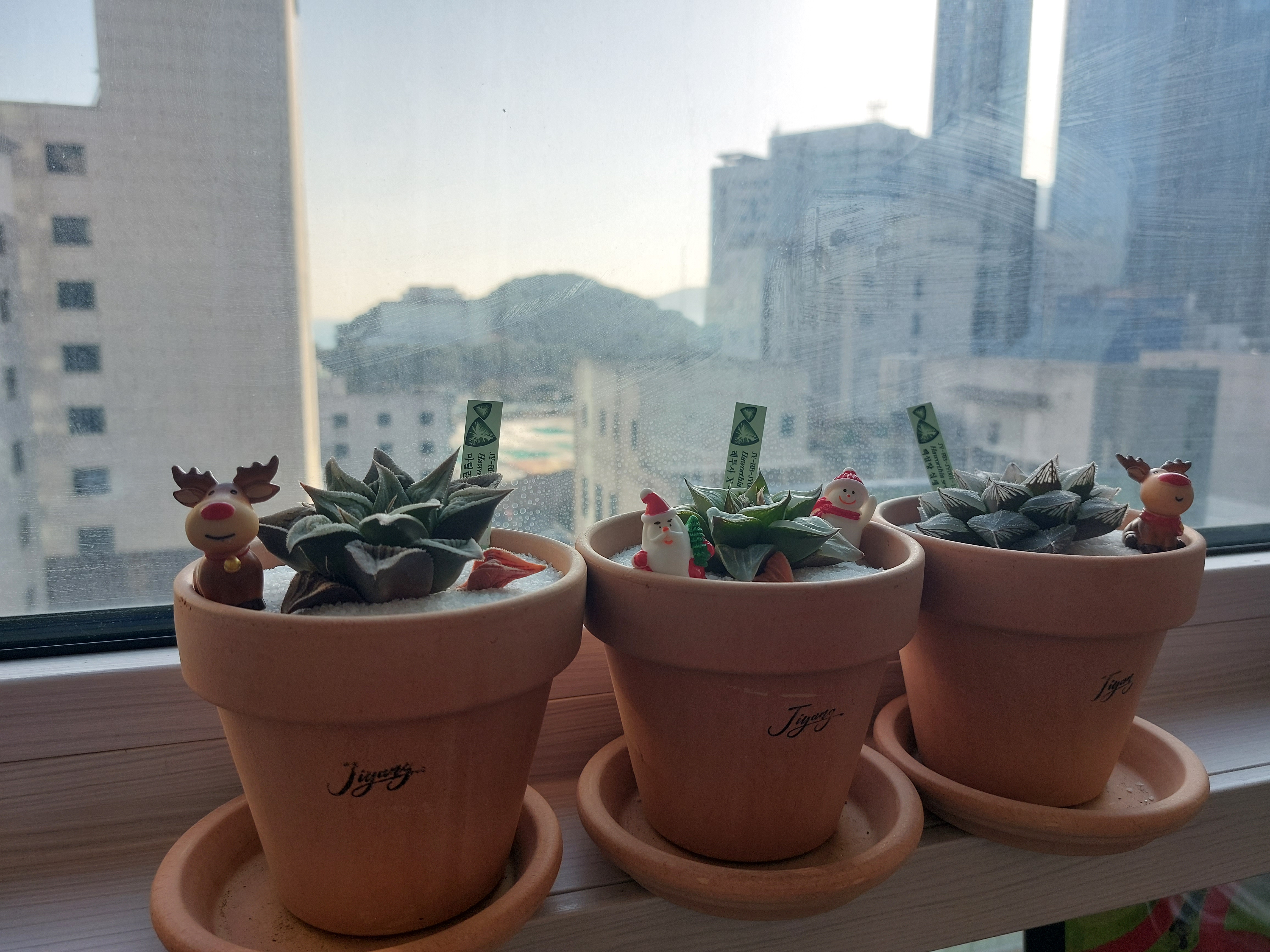  [하월시아] 남아프리카의 보석 하월시아 / 키우기 쉬운 공기청정, 힐링, 식테크까지 가능한 만능 반려식물