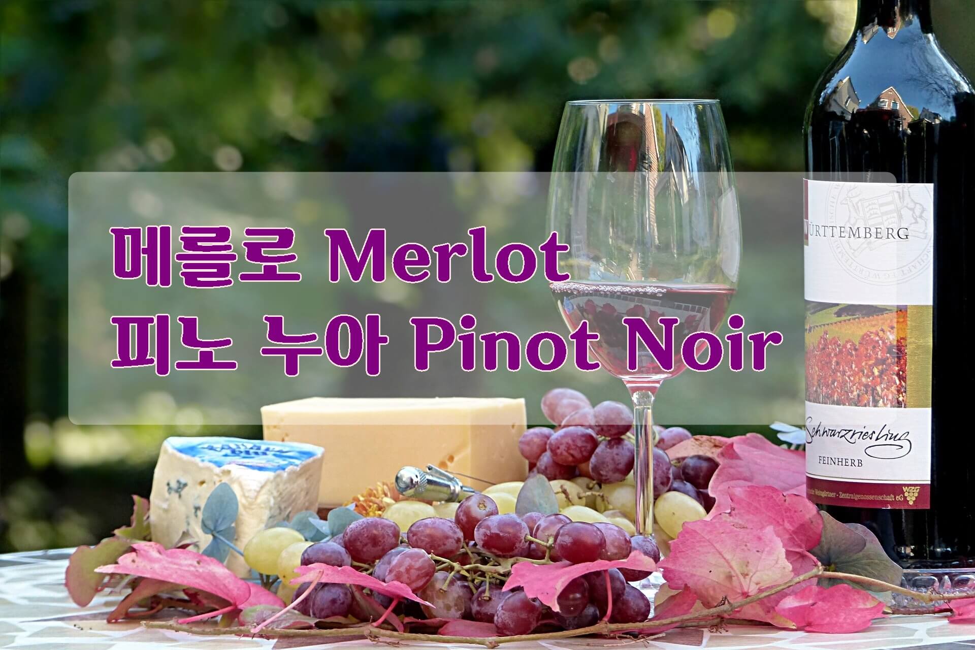 레드 와인 포도 품종 : 메를로 Merlot, 피노누아 Pinot Noir 레드 와인 포도 품종 : 메를로 Merlot, 피노누아 Pinot Noir