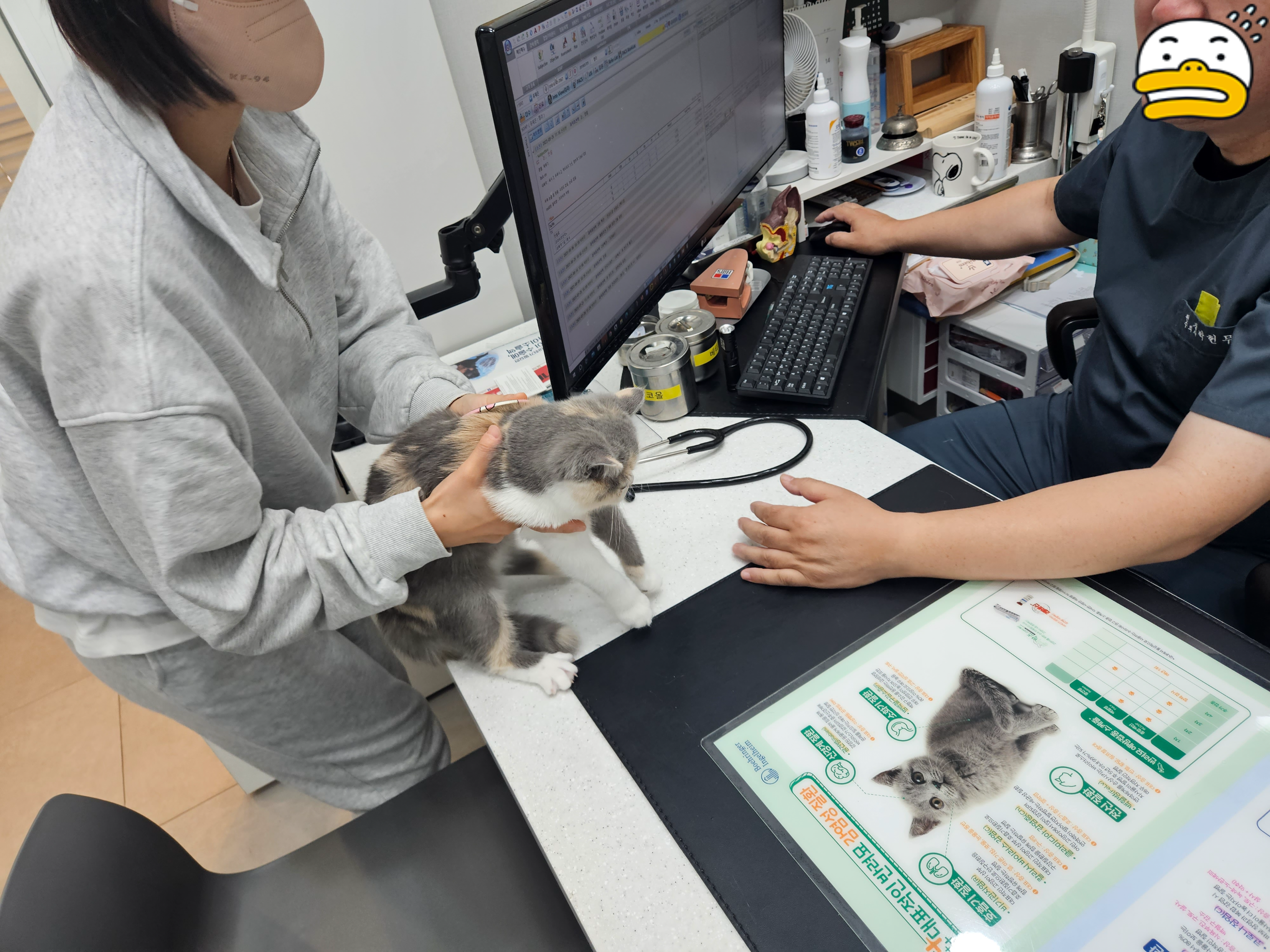 엑조틱고양이
이그조틱고양이
충주 동물병원
충주 박동물병원
박동물병원
고양이 항문낭
고양이 멘스
고양이 정상체온
고양이 광견병 예방접종
광견병 지자체 접종비 지원
고양이 예방접종
박동물병원 재활치료실