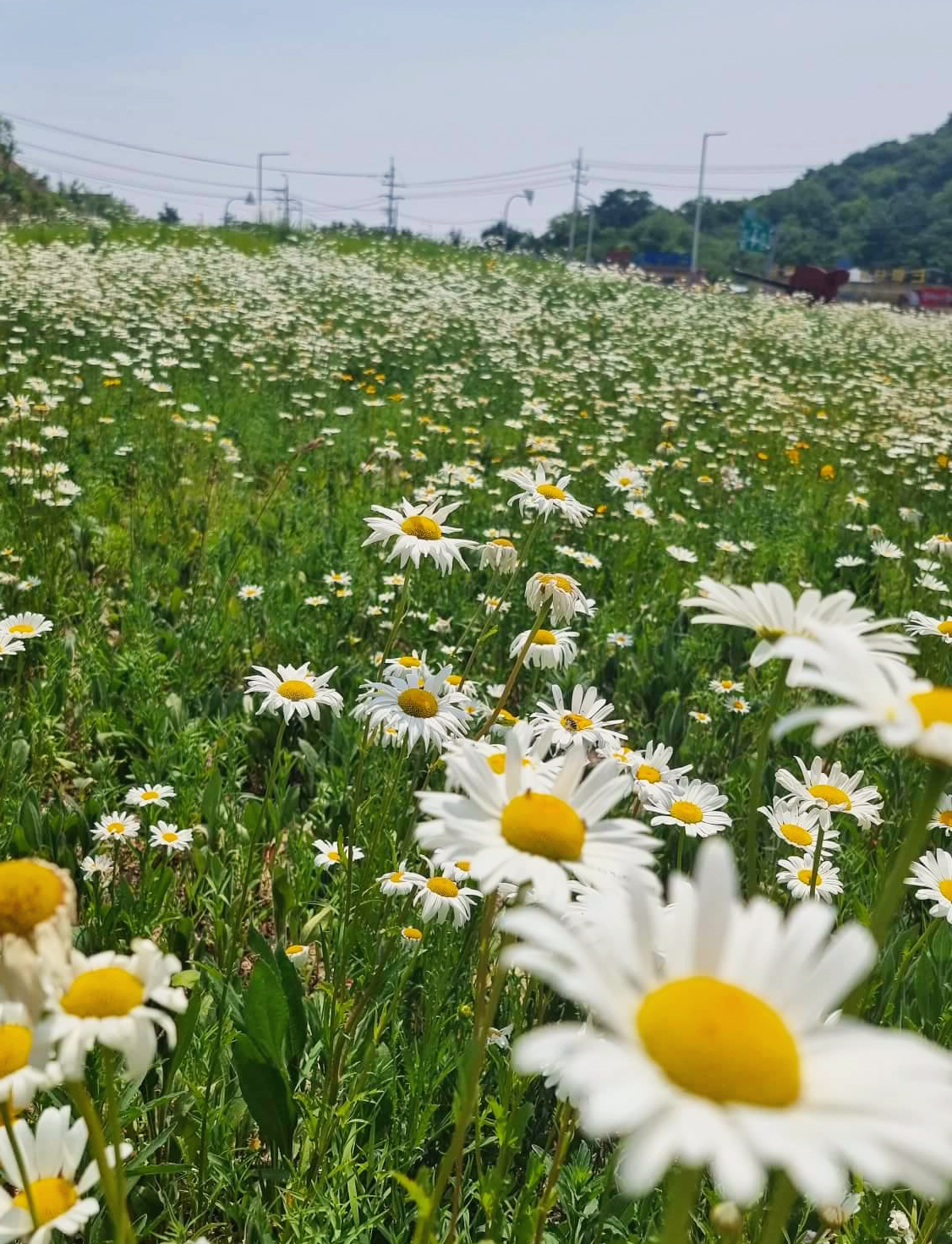 화성오디세이 주차장 앞 데이지 꽃 밭