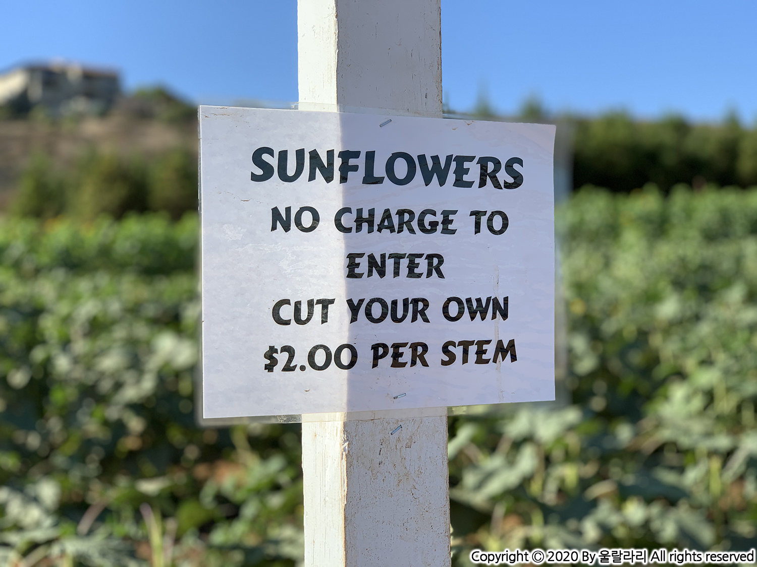 캘리포니아 해바라기 구경하기 좋은 곳 the best sunflower fields in southern california