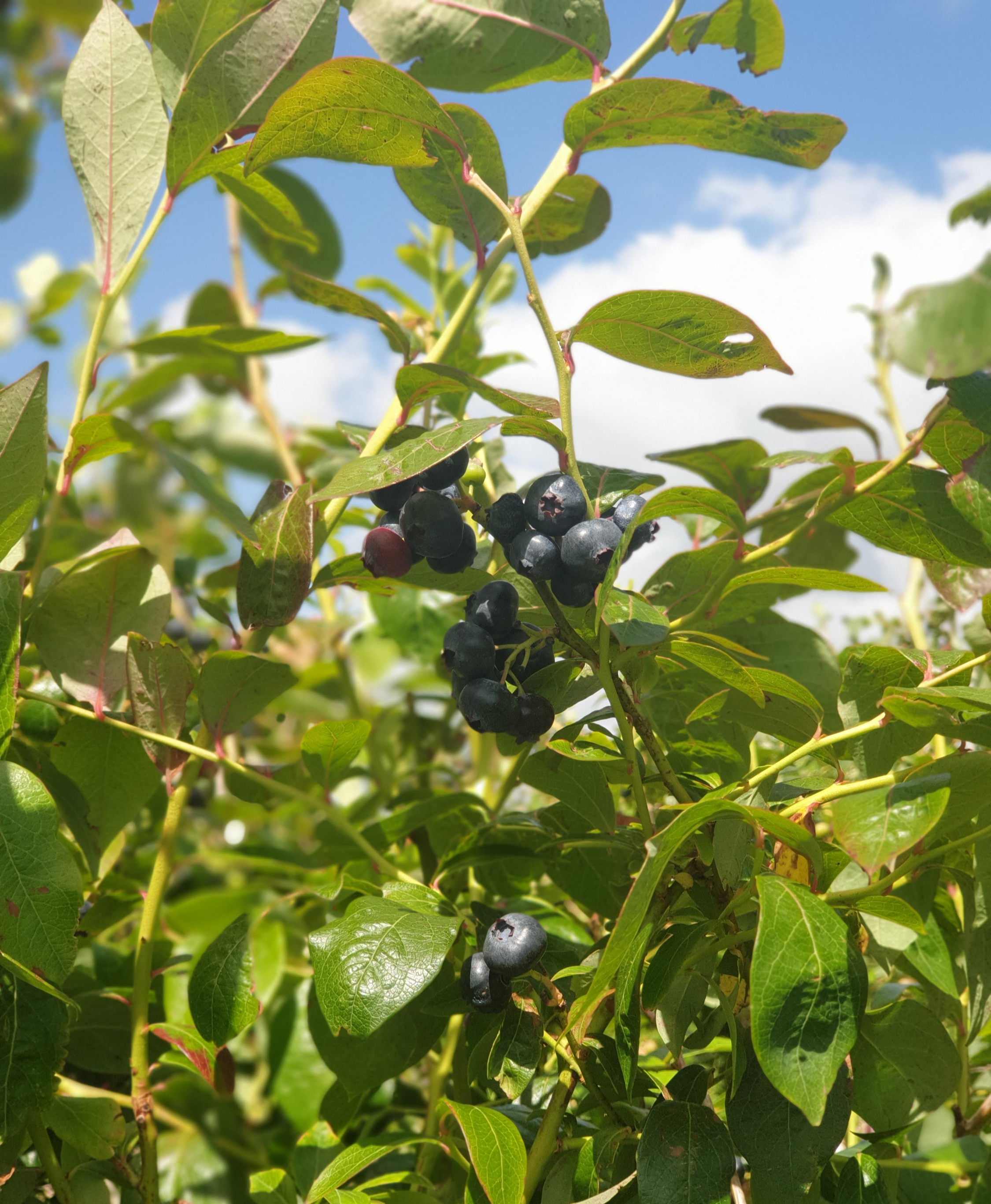 Blueberry Country