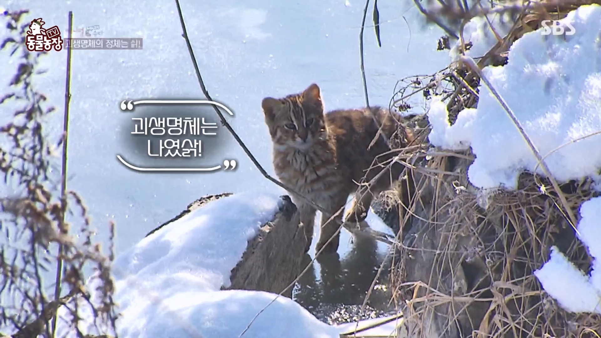 TV 동물농장.E1164.240324p-NEXT.mp4_20240324_170528.572.jpg