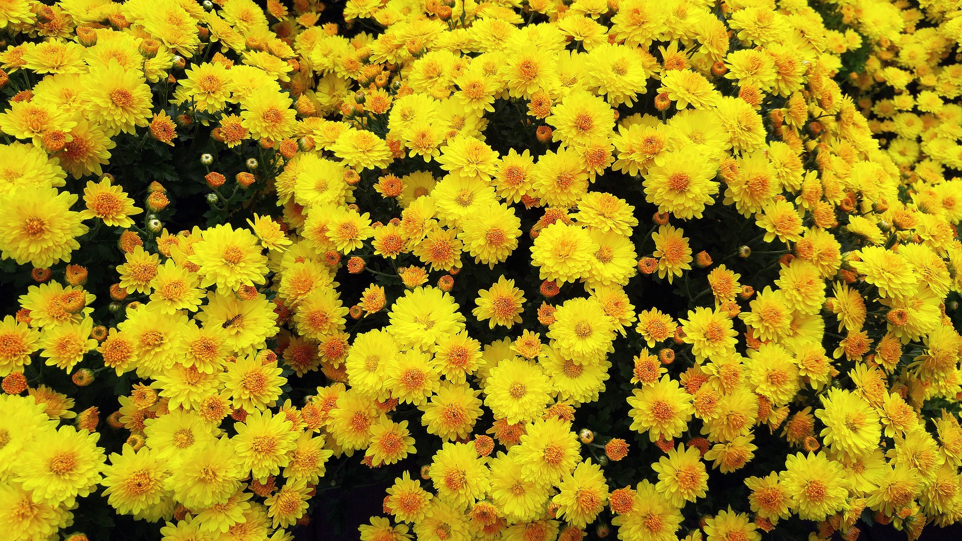 야생에 집단으로 많이 활짝 만개되어 피어 있는 노란 들국화 꽃 사진