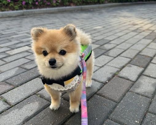 펫보험