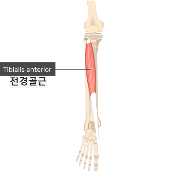 전경골근