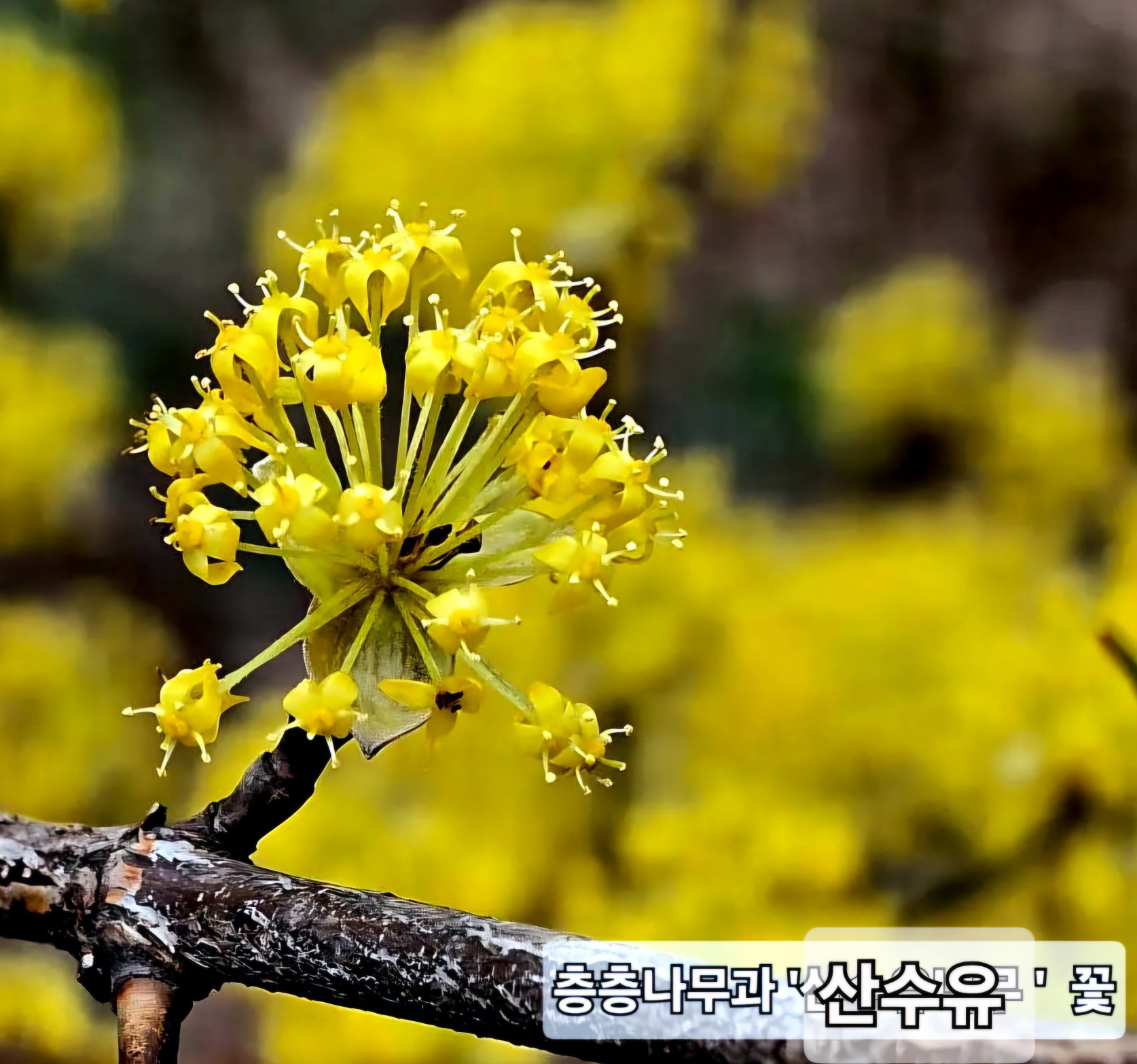 산수유 이미지