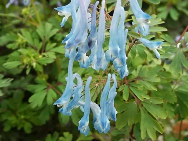  현호색 (CORYDALIS) 효능 및 부작용, 섭취법은?