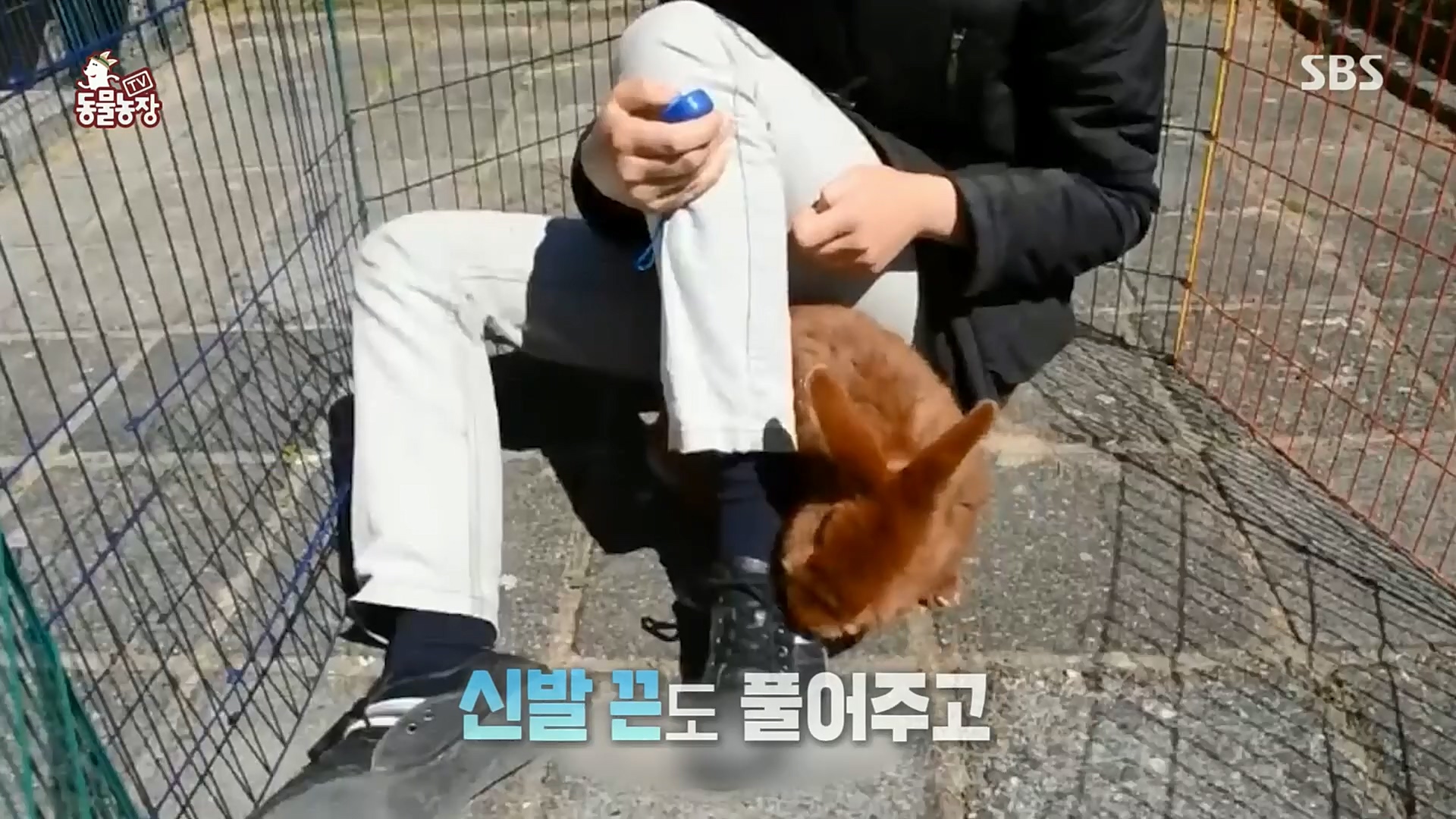TV 동물농장.E1102.230101p.H264-F1RST.mp4_20230101_182832.586.jpg