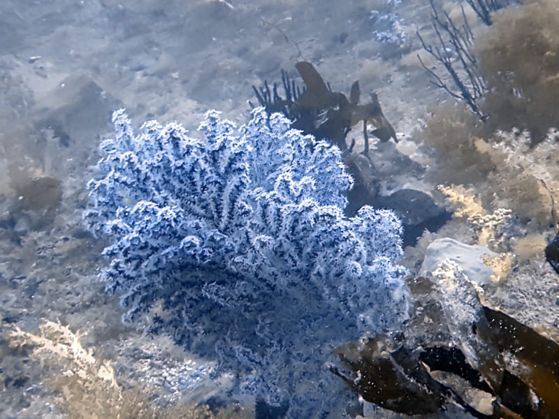 서귀포 앞바다 연산호