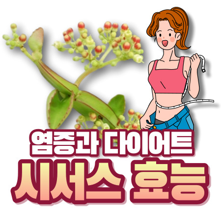 시서스 다이어트