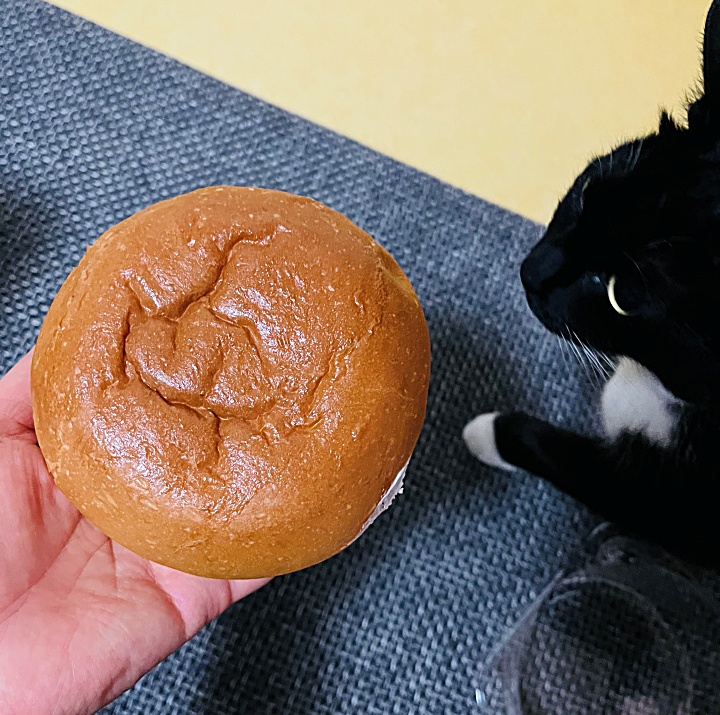 손에 쥔 생크림빵과 바라보는 고양이 얼굴