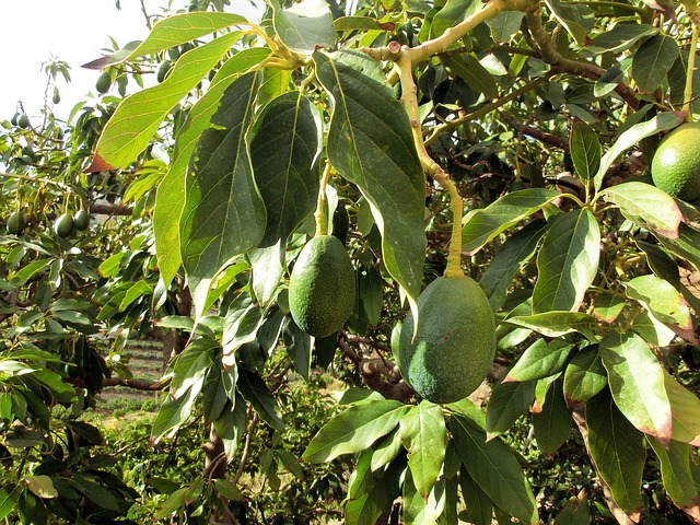 아보카도나무