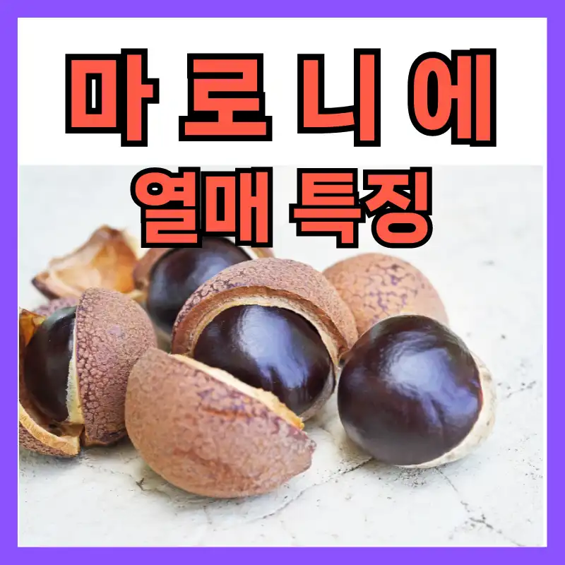 마로니에 열매 특징