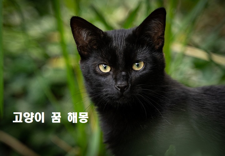 검은-고양이-사진