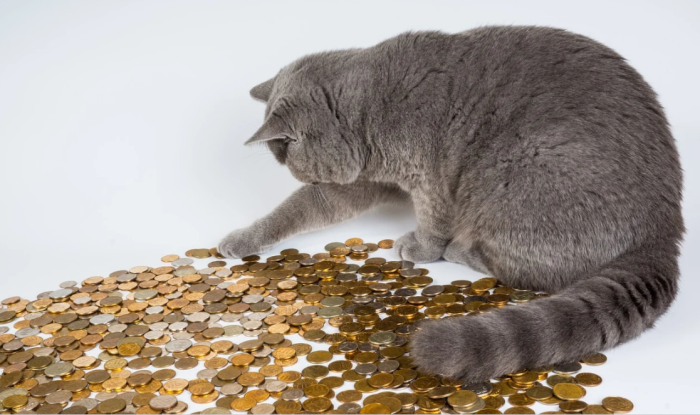 고양이와 동전