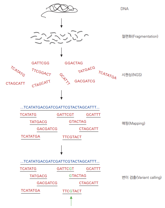 NGS를 통한 변이 염기 검출