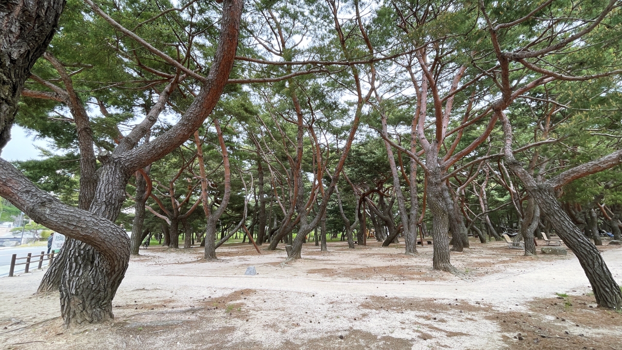 숲750 이미지