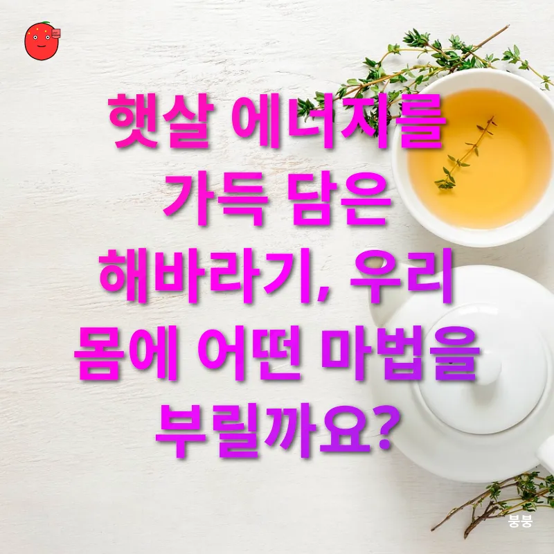 해바라기차의 효능_1