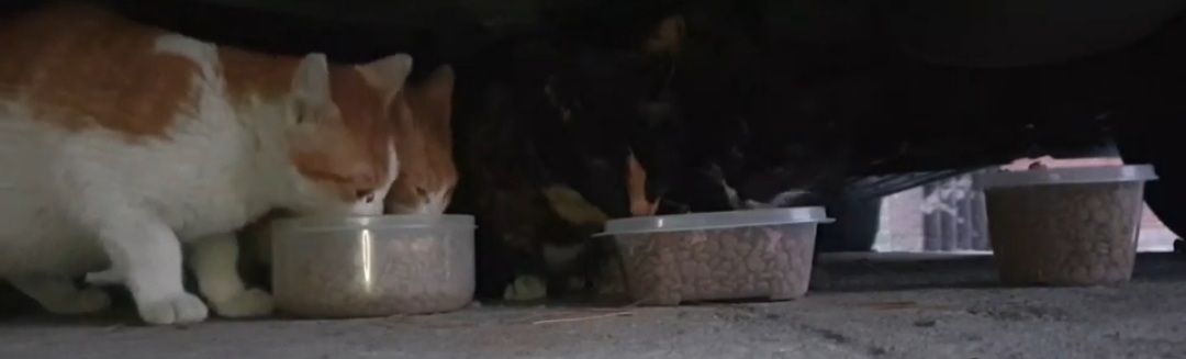  고양이 별에선 행복하니?