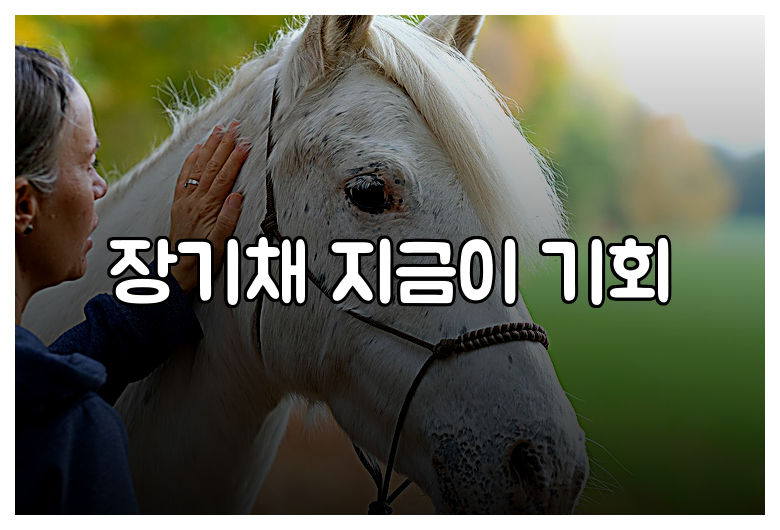 장기채 지금이 기회