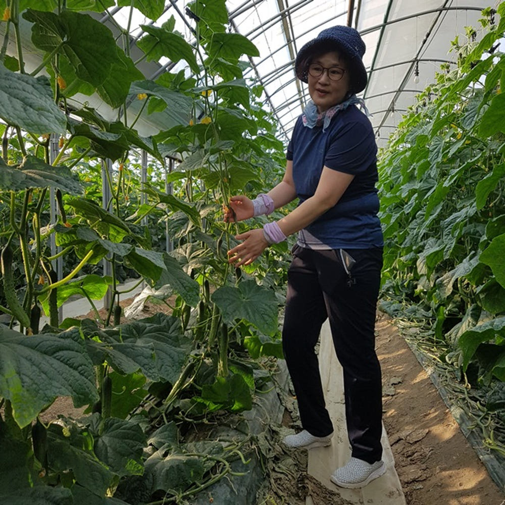 6시내고향 안성 오이