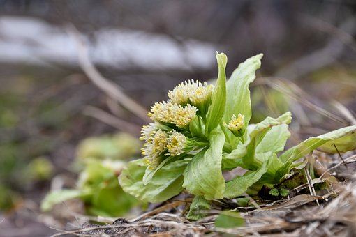 버터버 꽃 효능