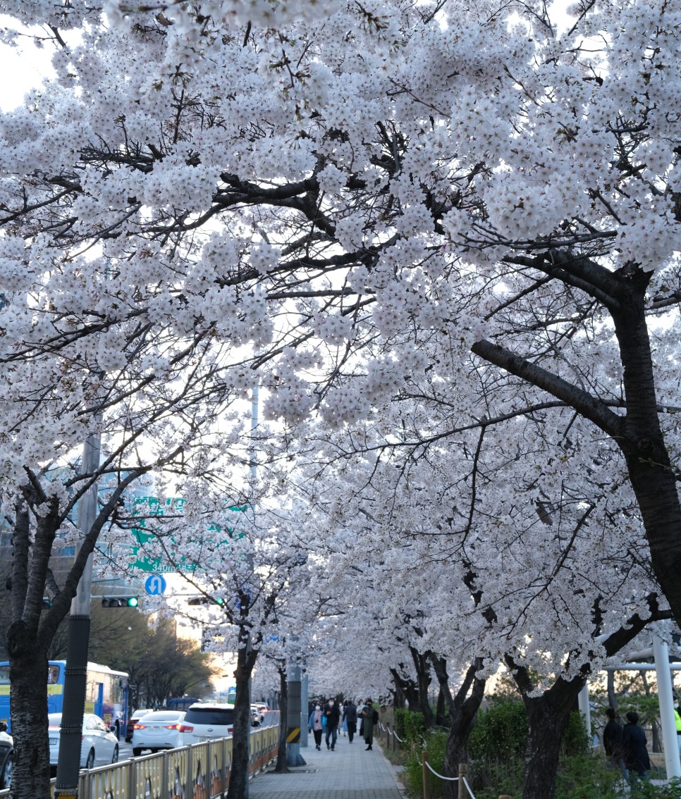 화요일엔화악 칼퇴하고 윤중로 산책.. 여의도윤중로 밤벚꽃구경.. 벚꽃만개.. 35