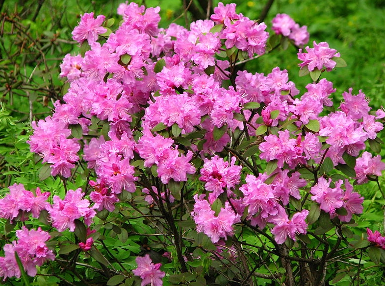 자목련 (Rhododendron)