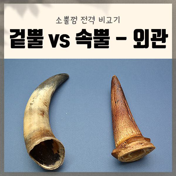  대형견개껌, 소뿔껌 전격 비교기 - 겉뿔 vs 속뿔 #외관
