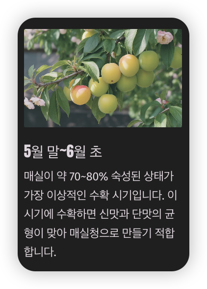 매실청-수확시기-매실-사진
