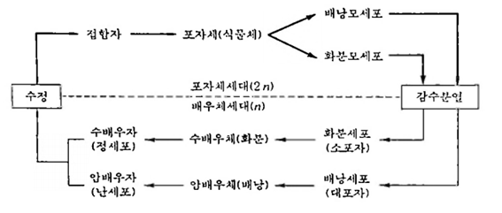 속씨식물의 세대교번