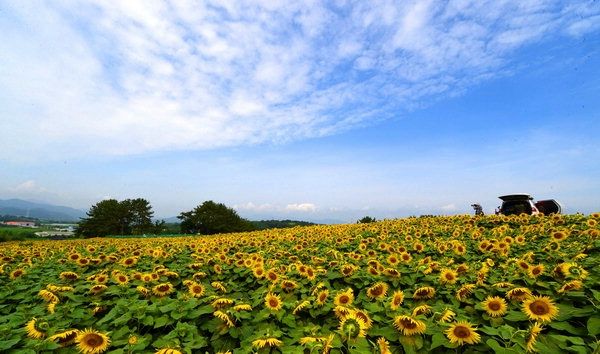 해바라기 축제