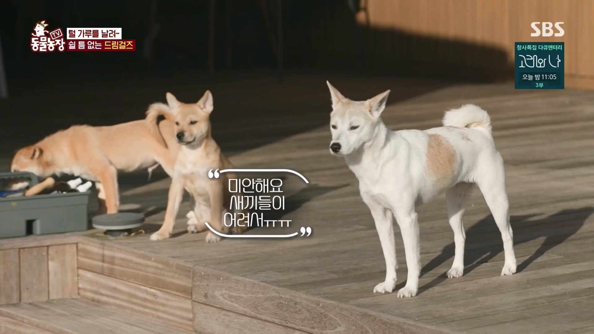 TV 동물농장.E1148.231203p.H264-F1RST.mp4_20231203_165838.056.jpg