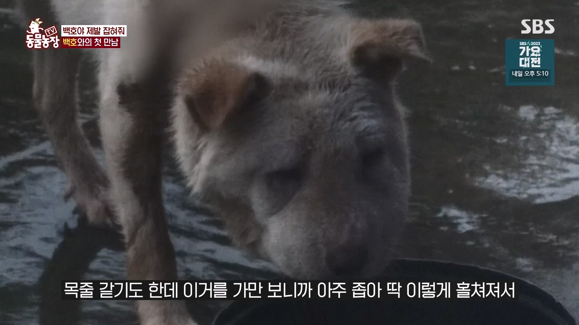 TV 동물농장.E1151.231224p-NEXT.mp4_20231224_154134.891.jpg
