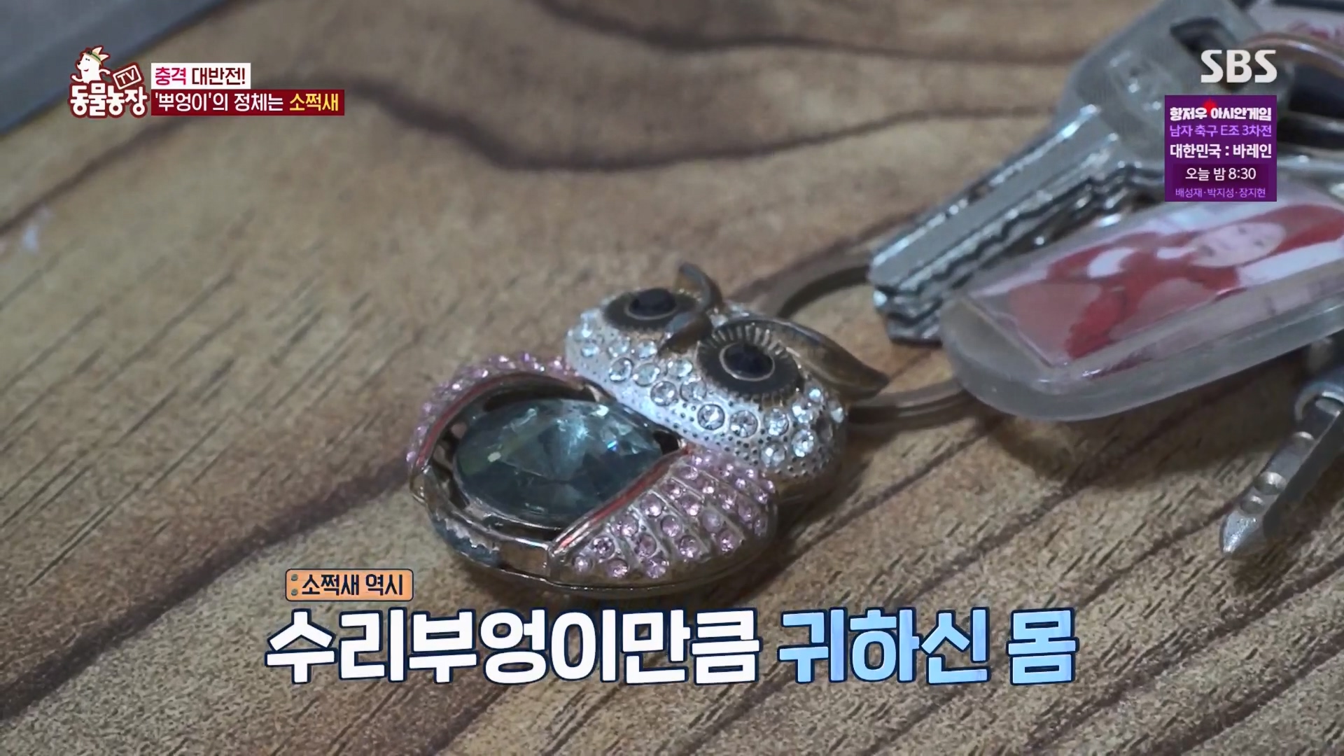TV 동물농장.E1139.230924p.H264-F1RST.mp4_20230924_170940.605.jpg
