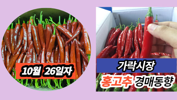  [경매사 일일보고] 10월 26일 가락시장 홍고추 경매동향을 살펴보겠습니다!