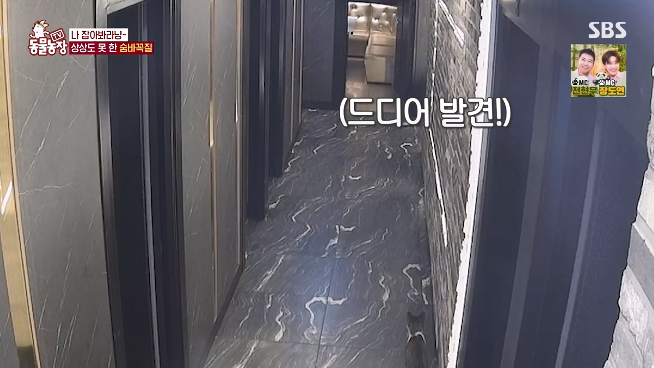 TV 동물농장.E1146.231120p-NEXT.mp4_20231119_175255.158.jpg