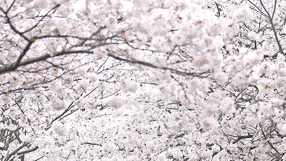 부천도당산 벚꽃축제