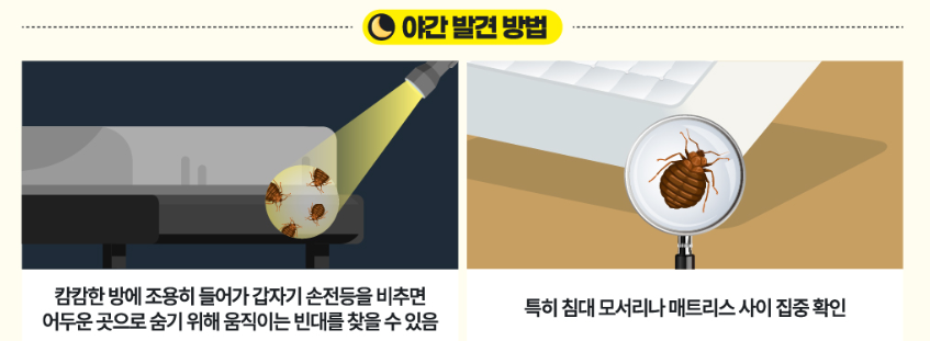 빈대 야간발견방법