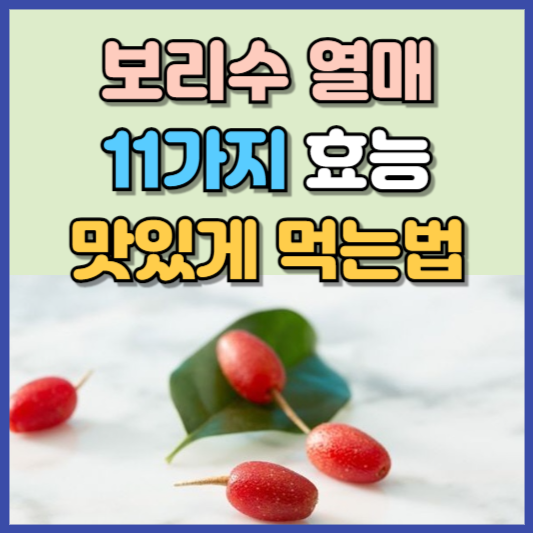 보리수 열매 효능 11가지