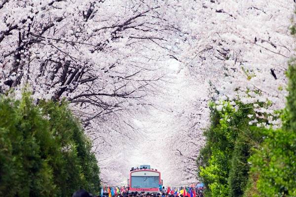 진해 군항제 벚꽃축제 안내 (2023 최신버전) 35