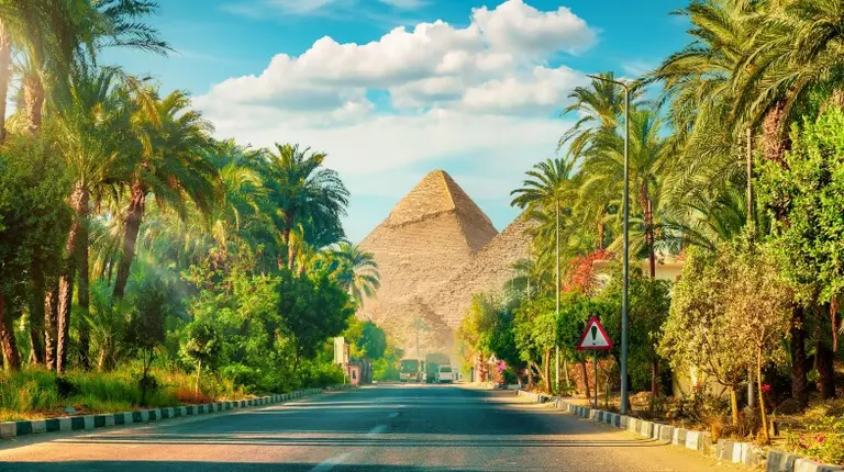 8월 이집트 야자수 가로수 사이로 피라미드가 보이는 사진