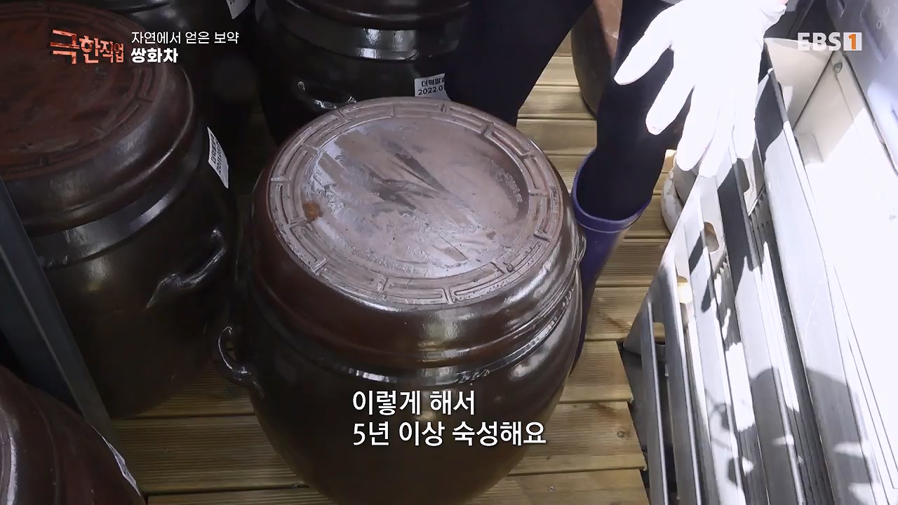 TV - 전 국민의 평생학교 EBS자연에서 얻은 보약, 상황버섯과 산나물, 쌍화차.mp4_20240615_172254.031.jpg