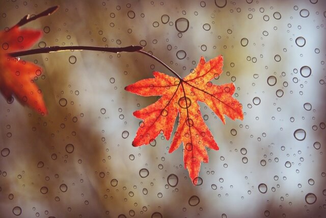 단풍잎에 빗방울 떨어지는 이미지